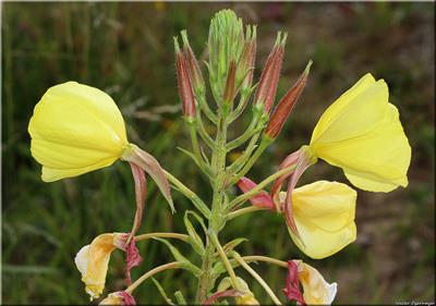 Oenothera glaziovia